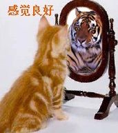 小猫在镜子里变老虎，感觉真好